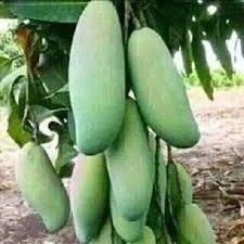 Thailand 3 Test Mango (થાઈલેન્ડ 3 ટેસ્ટ કેરી)